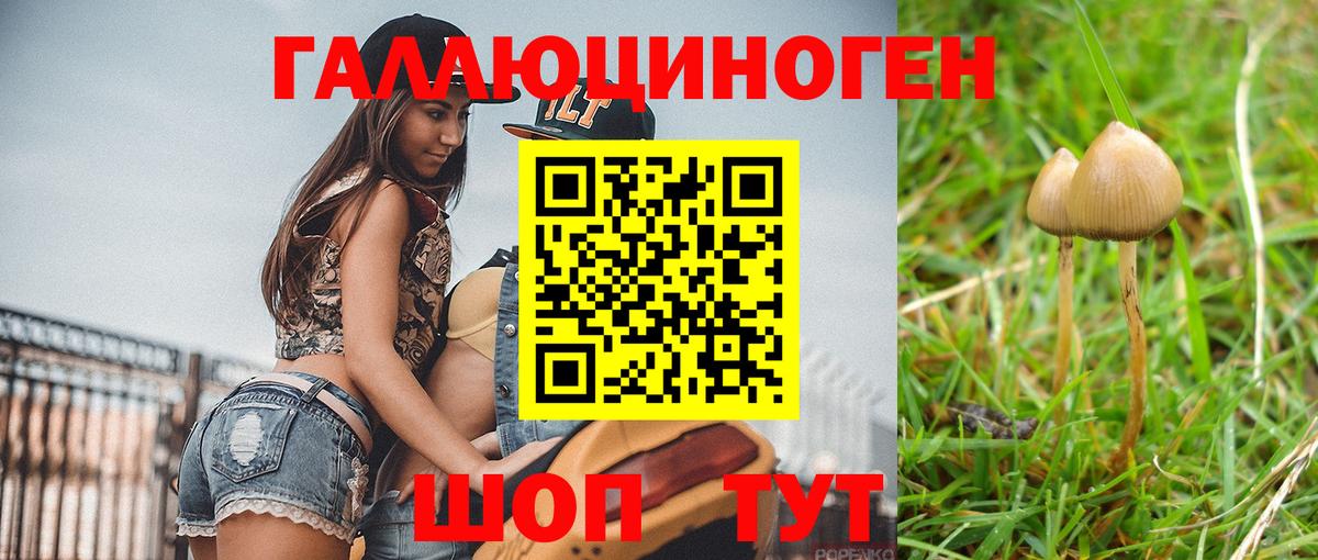 где найти   Вход с VPN  Камень-на-Оби  Псилоцибиновые грибы Psilocybe 